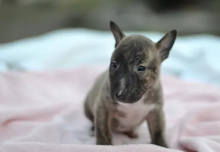 Miniatűr bullterrier - Joy