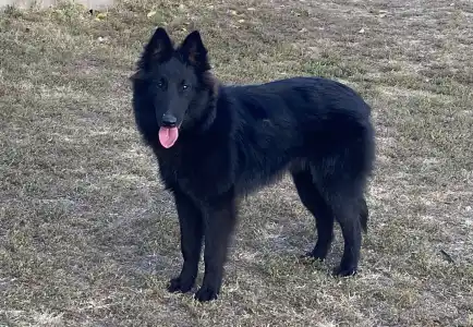 Belgischer Schäferhund - Gerőcsvári Freya