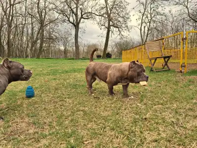 American Bully - Pocket - Dakota