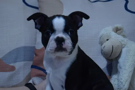 Boston Terrier - Nicol