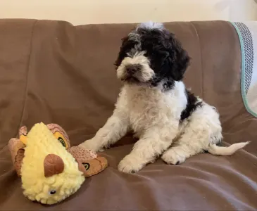 Lagotto romagnolo -  Gabriele