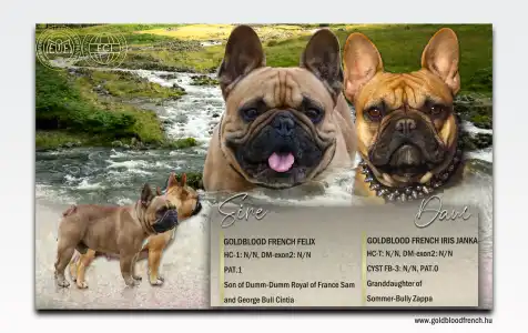 French Bulldog - Xina