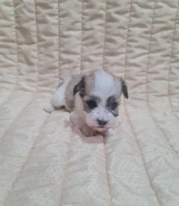Havanese - Thessa