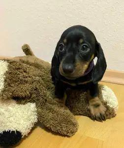 Tacskó - Miss Purple