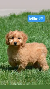 Goldendoodle - Mike