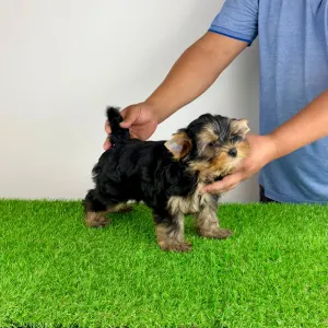 Yorkshire Terrier - Ziggy