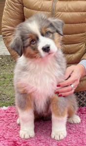 Ciobanesc Australian - Lightlake Most Wanted “kevin”