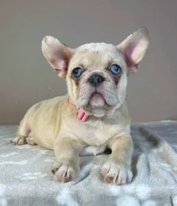 Francouzský buldoček - Georgina 
