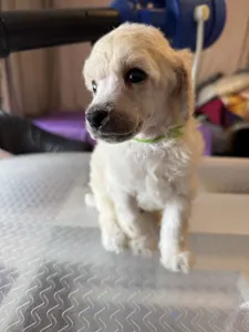 Střední pudl - White Boy