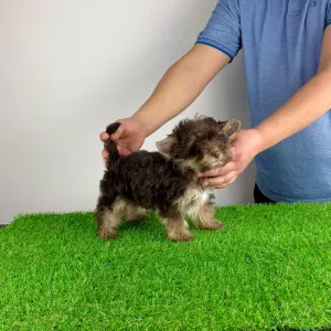 Yorkshire Terrier - Levis