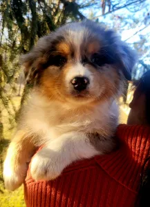 Australian Shepherd - Bachata