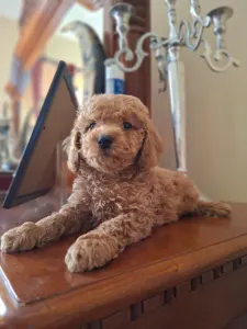 Caniche Nain - Pudel Miniature M