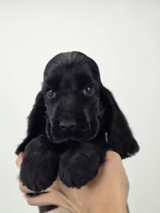 Английский кокер-спаниель - Spirit Of Midnight