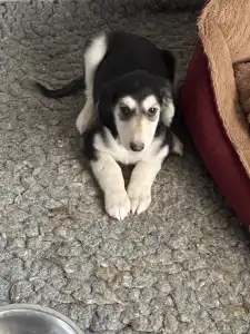 Afgánský chrt - Yar