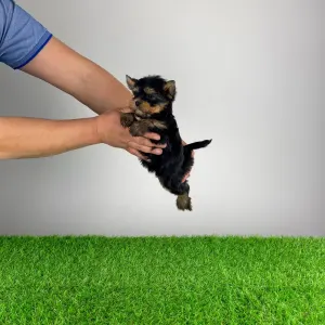 Yorkshire terrier - Pancho