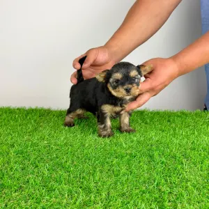 Yorkshire Terrier - Wolke