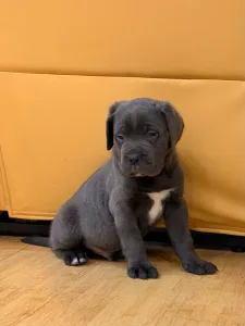 Cane Corso - Thor
