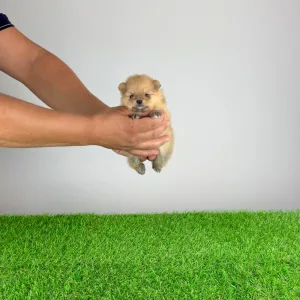 Pomeranian - Siena
