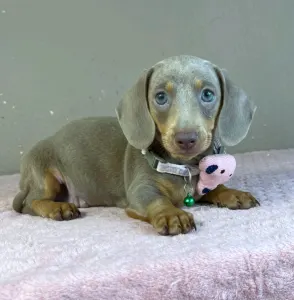 Dachshund - Elina