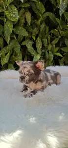 French Bulldog - Max