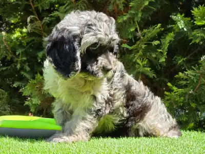Cavapoo - Merida