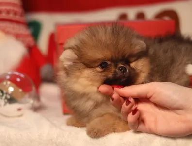 Szpic miniaturowy - Mona🩷