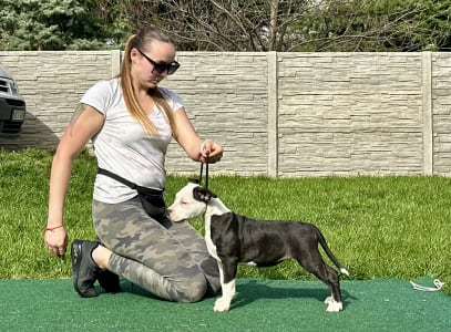 American Staffordshire Terrier - Broadway  Panda Of Fianna Team