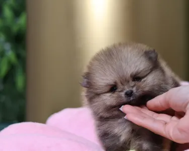 Pomeranian - Luciano