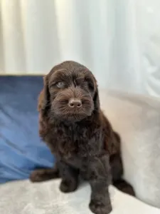 Labradoodle - Dertons Bailey