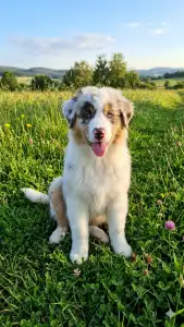 Australian Shepherd - Dunkan