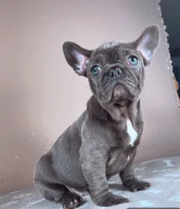 Francia bulldog - Ella