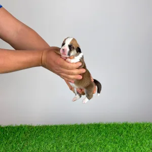 Welsh Corgi Pembroke - Wilbur