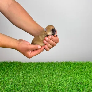 Spitz tedesco piccolo - Bennet