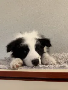 Border collie - Fields Of Treasure Burning Horizon