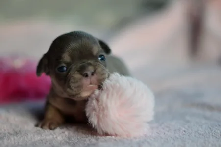 Französische Bulldogge - Mimi