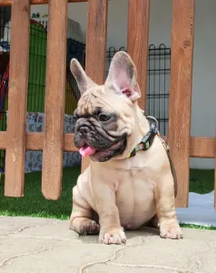 Bouledogue français - Elmo