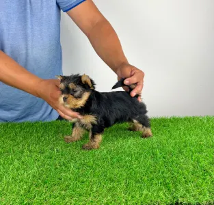 Yorkshire Terrier - Amina