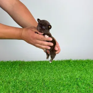Chihuahua - Freda