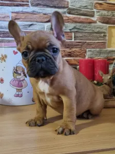 Bulldog francez - Escobar