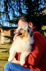 Australian Shepherd - Mambo