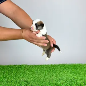 Welsh corgi pembroke - Exel