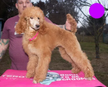 Poodle Standard - Jet’aime Charm