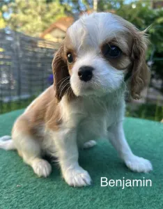 Cavalier King Charles Spaniel - Benjamin