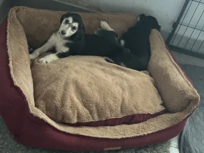 Afgánský chrt - Yasmin