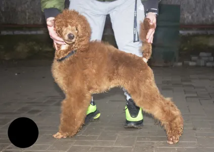 Poodle Standard - Jasper Nable