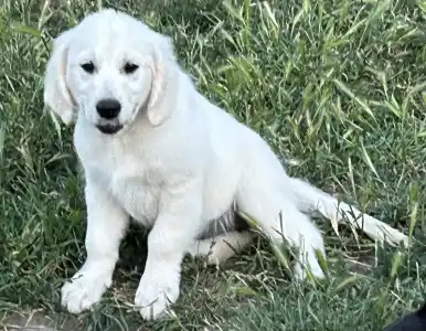 Golden Retriever - Tesa