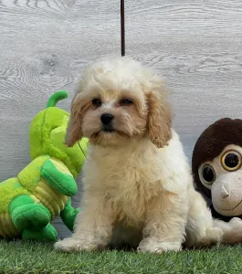 Cavapoo - Ella ( Toy Size )