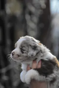 Miniature American Shepherd - Winstead Over Dust And Thunder