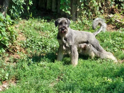 Óriás schnauzer - Cooper