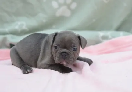 Francouzský buldoček - Madeleine 